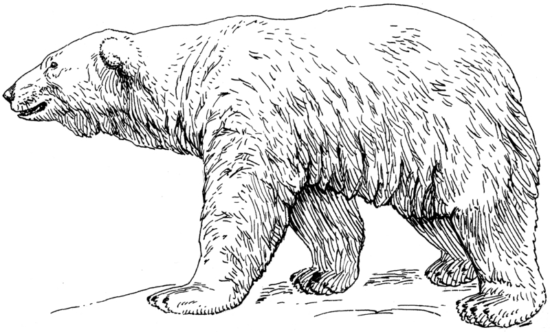 polar bear (Ursus maritimus); DISPLAY FULL IMAGE.