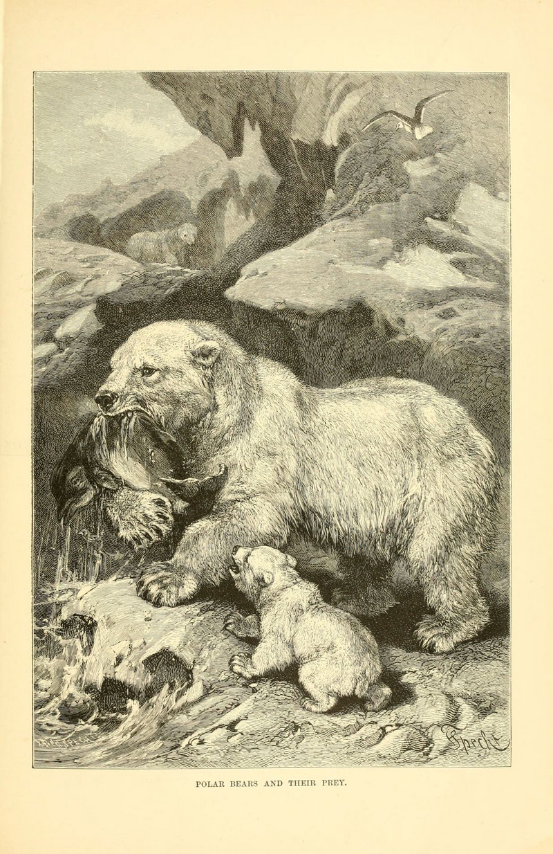 polar bear (Ursus maritimus); DISPLAY FULL IMAGE.