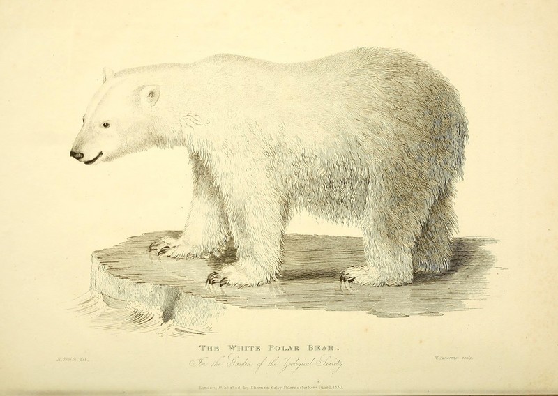 polar bear (Ursus maritimus); DISPLAY FULL IMAGE.