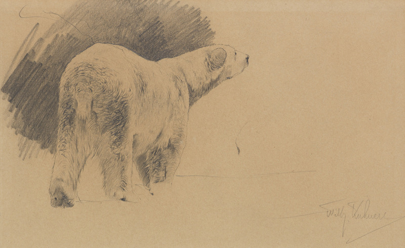 polar bear (Ursus maritimus); DISPLAY FULL IMAGE.