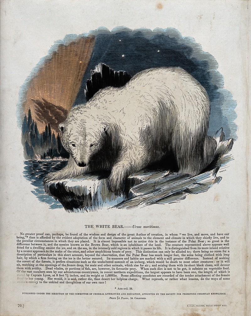 polar bear (Ursus maritimus); DISPLAY FULL IMAGE.