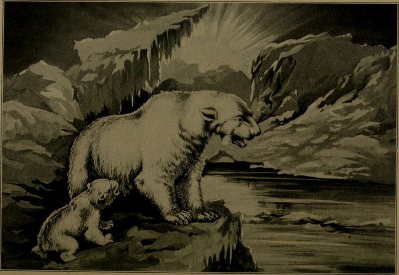 polar bear (Ursus maritimus); DISPLAY FULL IMAGE.