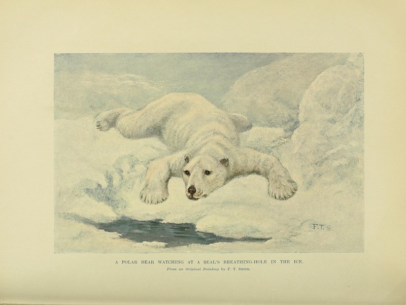 polar bear (Ursus maritimus); DISPLAY FULL IMAGE.