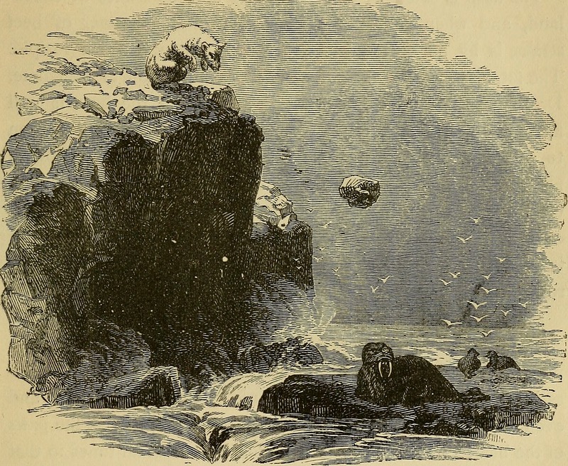 polar bear (Ursus maritimus); DISPLAY FULL IMAGE.