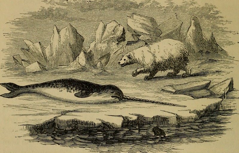 polar bear (Ursus maritimus); DISPLAY FULL IMAGE.