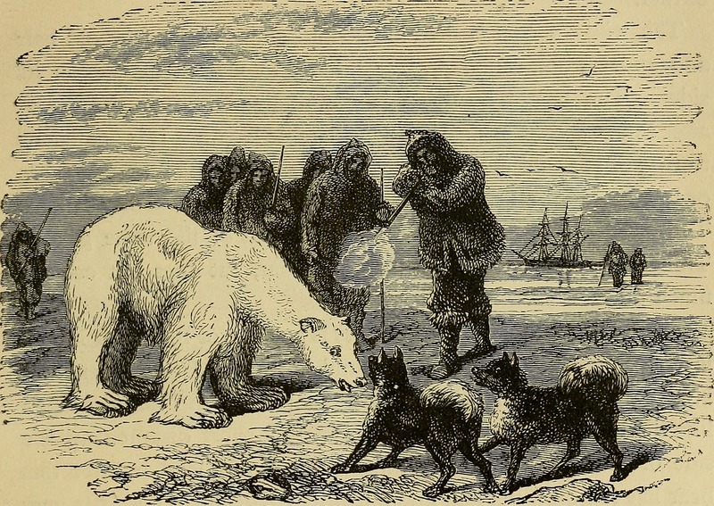 polar bear (Ursus maritimus); DISPLAY FULL IMAGE.