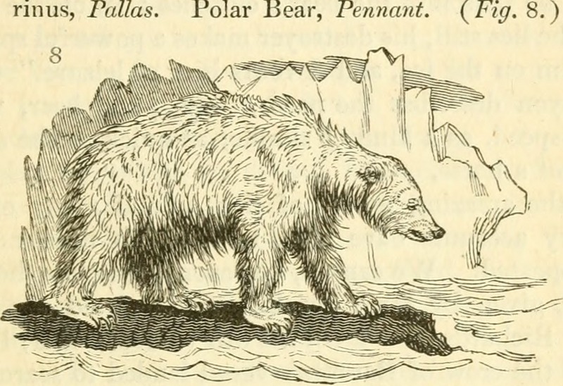 polar bear (Ursus maritimus); DISPLAY FULL IMAGE.