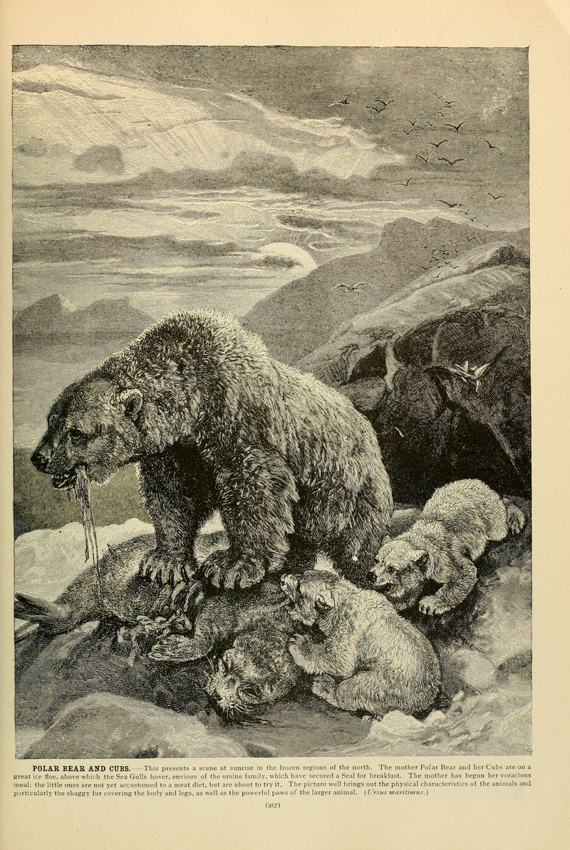 polar bear (Ursus maritimus); DISPLAY FULL IMAGE.