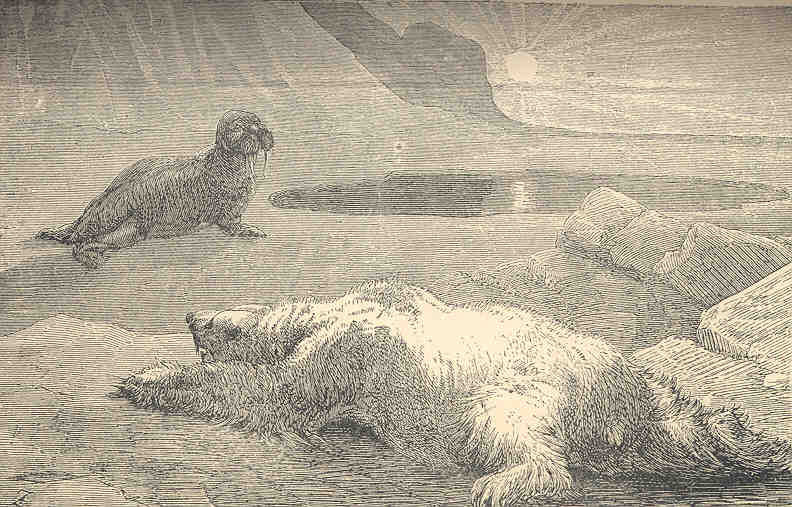 polar bear (Ursus maritimus); DISPLAY FULL IMAGE.