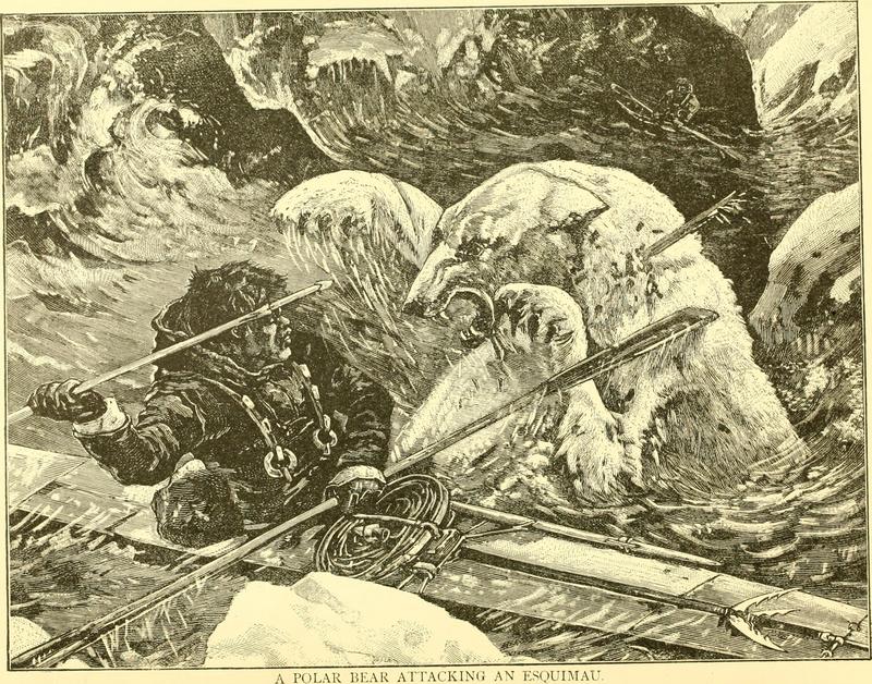 polar bear (Ursus maritimus); DISPLAY FULL IMAGE.