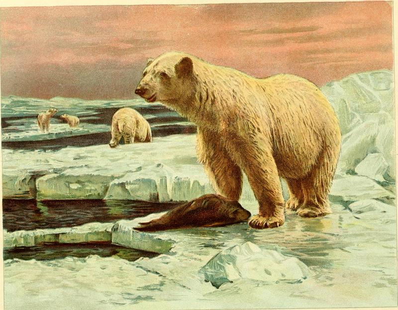 polar bear (Ursus maritimus); DISPLAY FULL IMAGE.