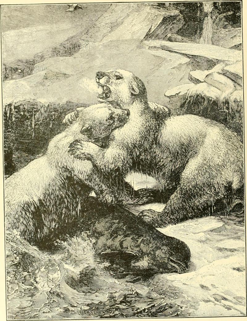 polar bear (Ursus maritimus); DISPLAY FULL IMAGE.