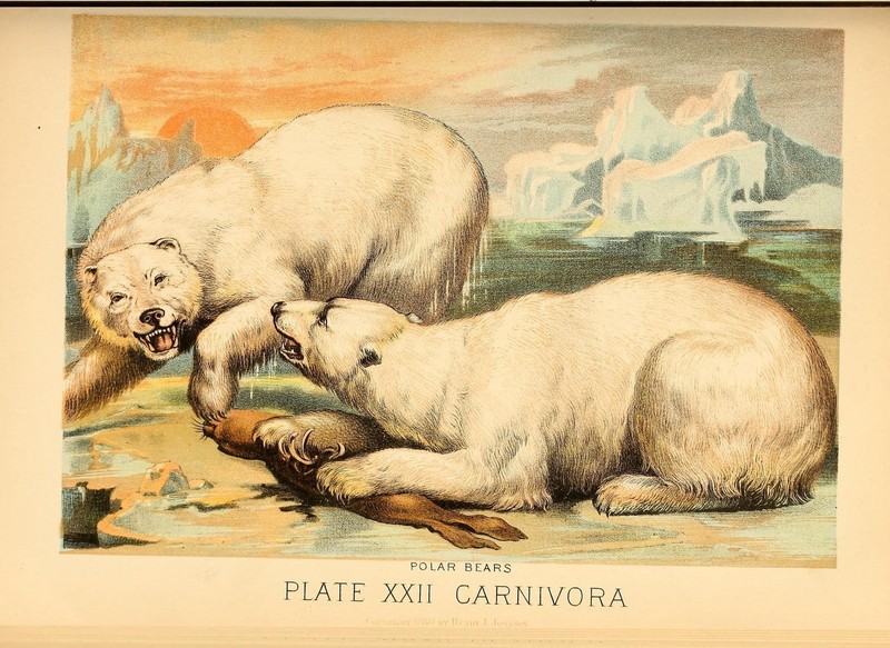 polar bear (Ursus maritimus); DISPLAY FULL IMAGE.