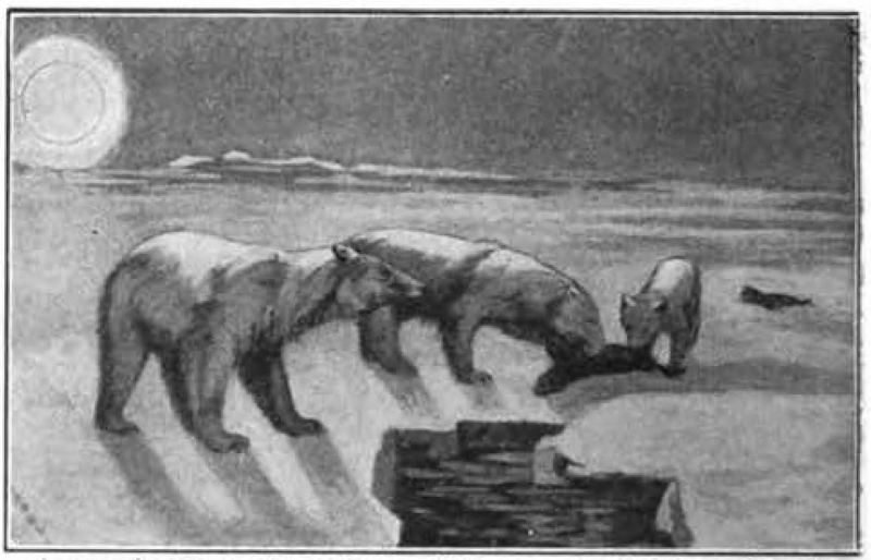 polar bear (Ursus maritimus); DISPLAY FULL IMAGE.