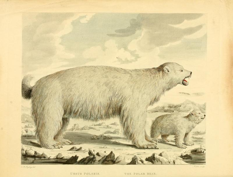 polar bear (Ursus maritimus); DISPLAY FULL IMAGE.