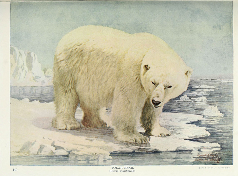 polar bear (Ursus maritimus); DISPLAY FULL IMAGE.