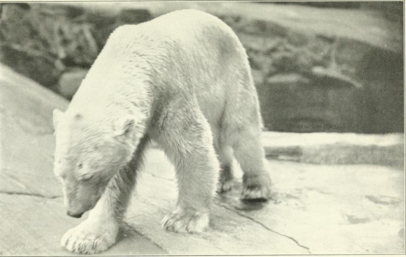 polar bear (Ursus maritimus); DISPLAY FULL IMAGE.