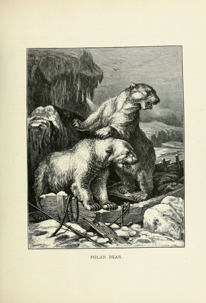 polar bear (Ursus maritimus); DISPLAY FULL IMAGE.