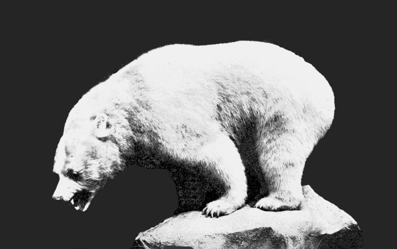 polar bear (Ursus maritimus); DISPLAY FULL IMAGE.