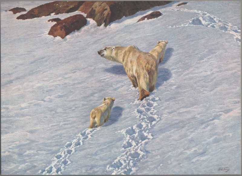 polar bear (Ursus maritimus); DISPLAY FULL IMAGE.