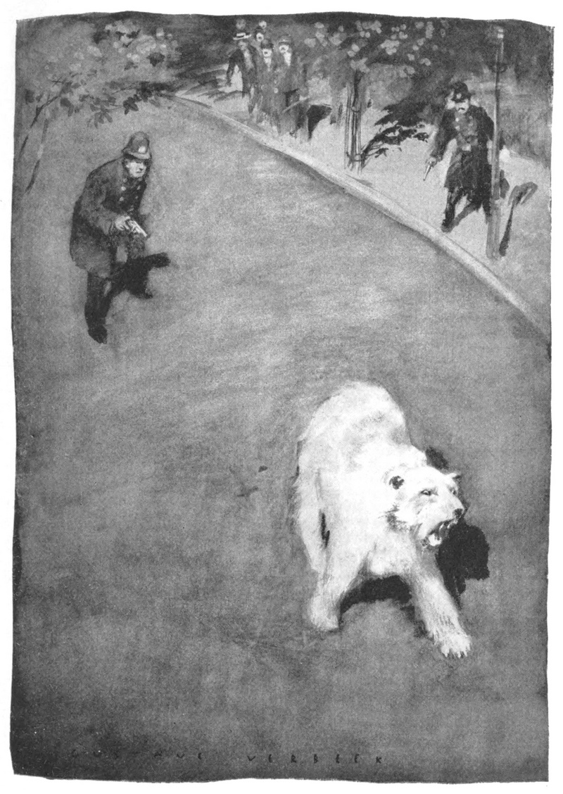 polar bear (Ursus maritimus); DISPLAY FULL IMAGE.