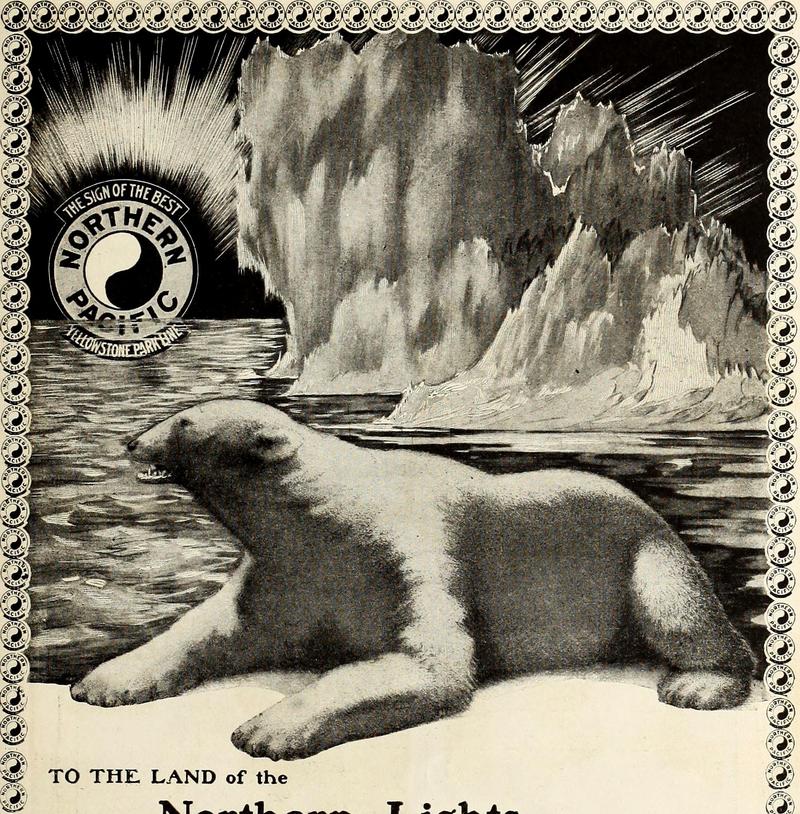 polar bear (Ursus maritimus); DISPLAY FULL IMAGE.