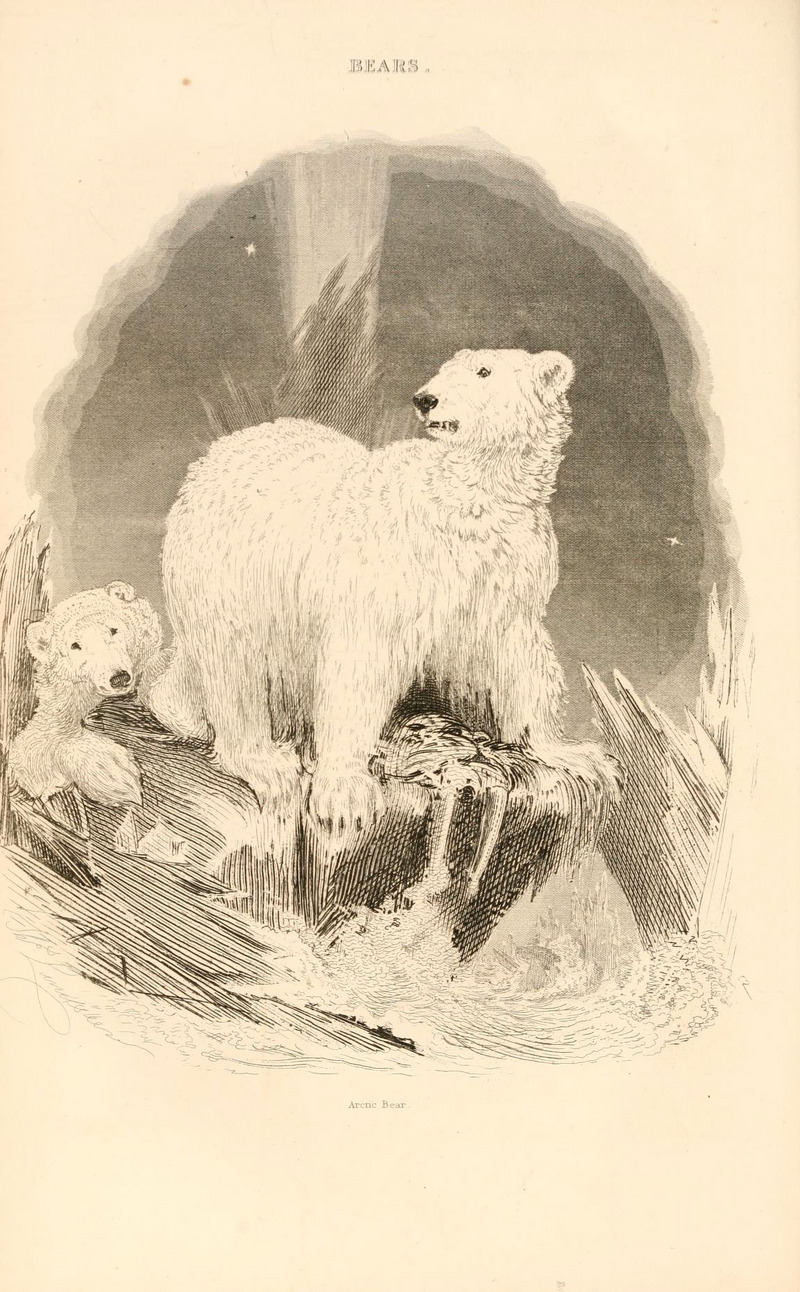 polar bear (Ursus maritimus); DISPLAY FULL IMAGE.