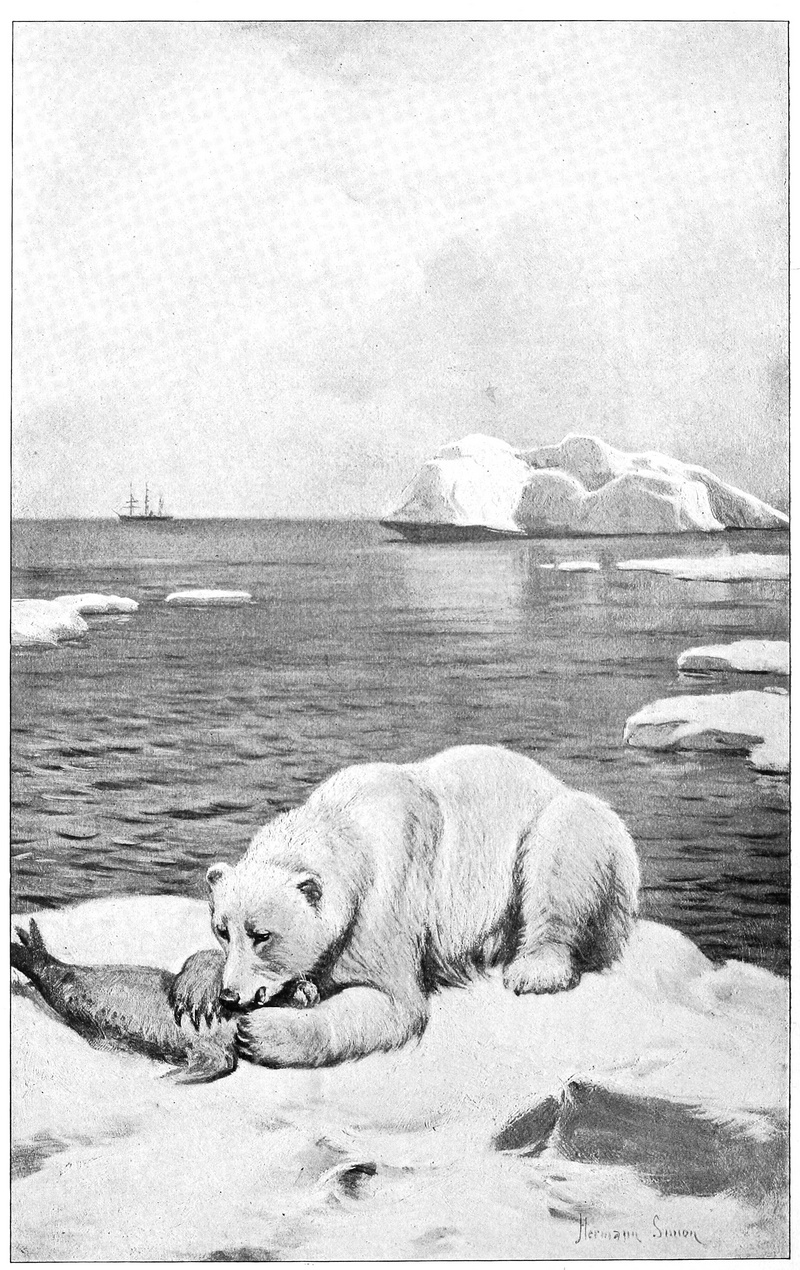 polar bear (Ursus maritimus); DISPLAY FULL IMAGE.