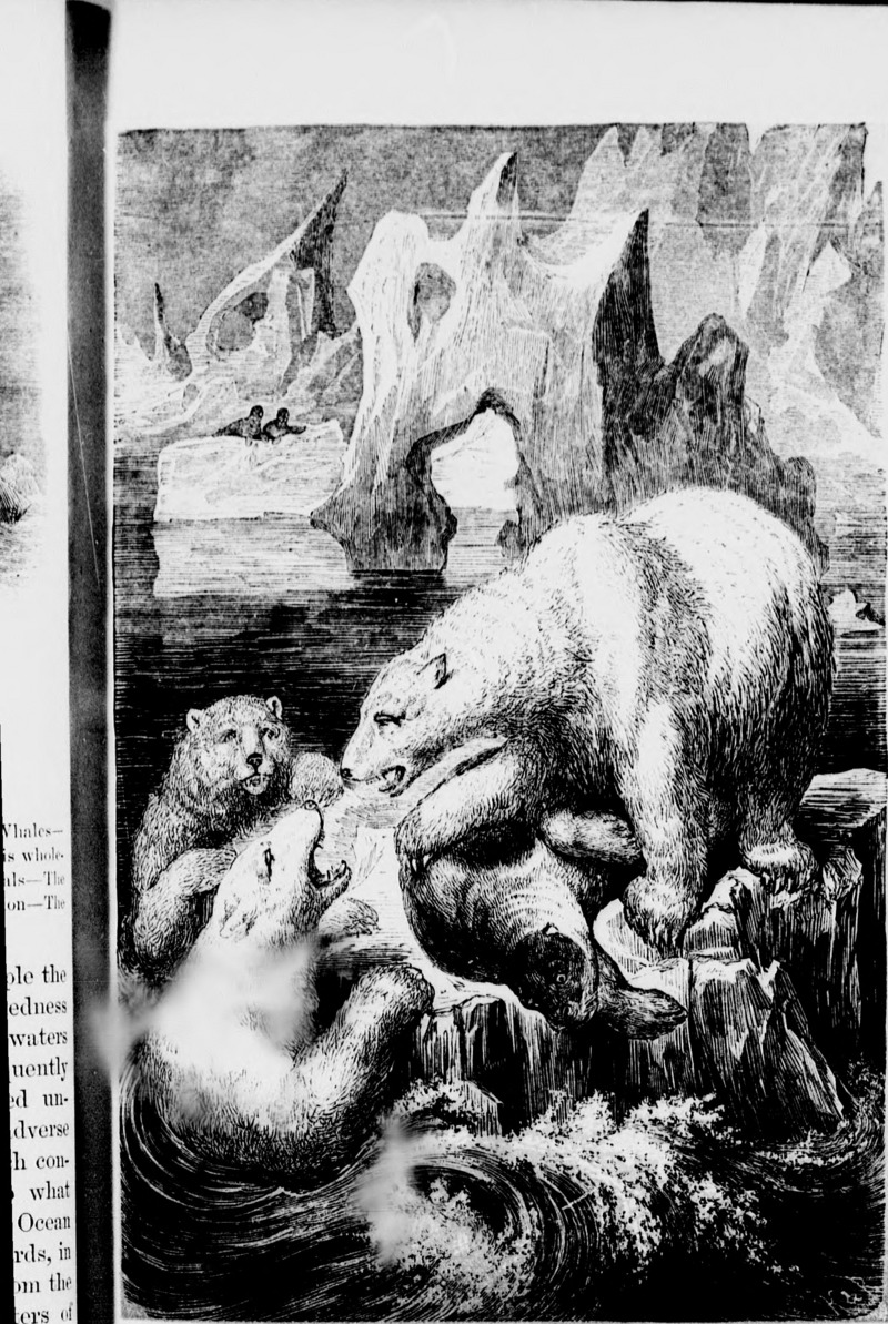 polar bear (Ursus maritimus); DISPLAY FULL IMAGE.