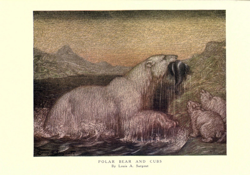 polar bear (Ursus maritimus); DISPLAY FULL IMAGE.