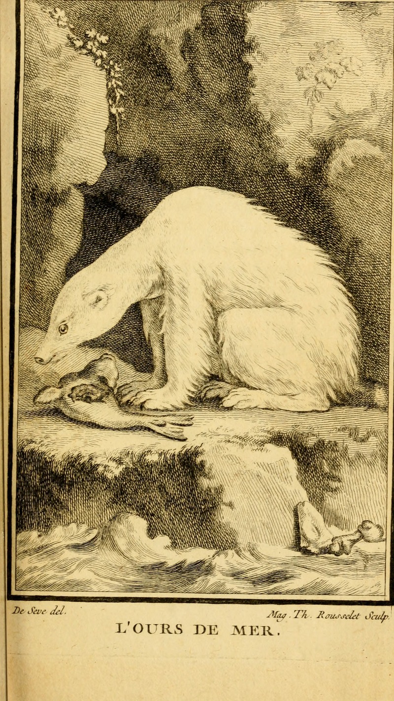 polar bear (Ursus maritimus); DISPLAY FULL IMAGE.