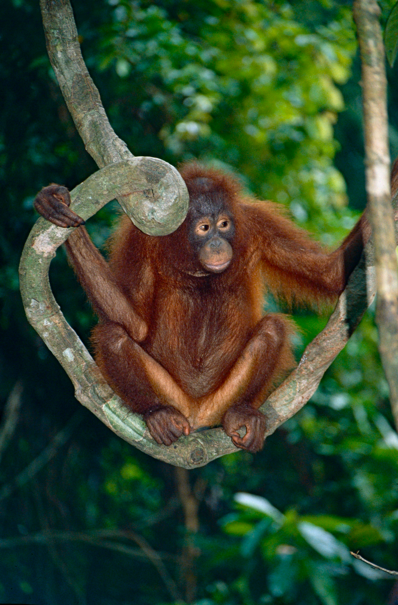 Bornean orangutan (Pongo pygmaeus); DISPLAY FULL IMAGE.