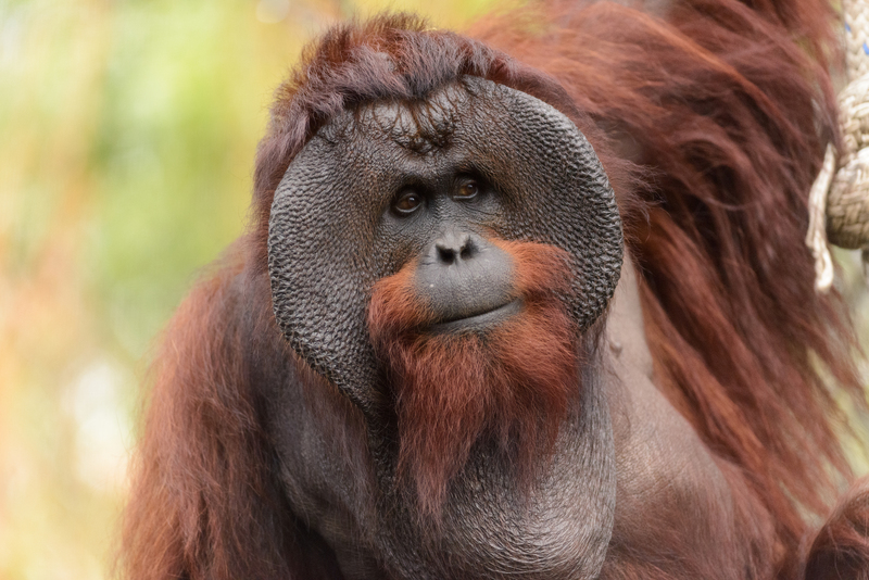 Bornean orangutan (Pongo pygmaeus); DISPLAY FULL IMAGE.