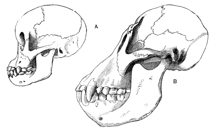 Bornean orangutan (Pongo pygmaeus); DISPLAY FULL IMAGE.