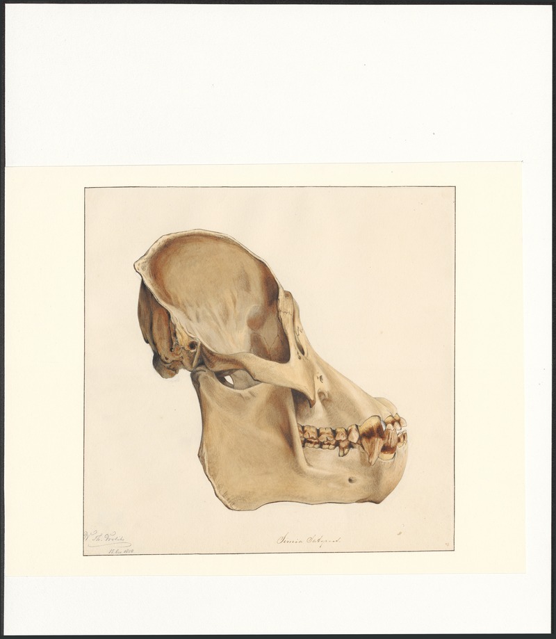 Bornean orangutan (Pongo pygmaeus); DISPLAY FULL IMAGE.