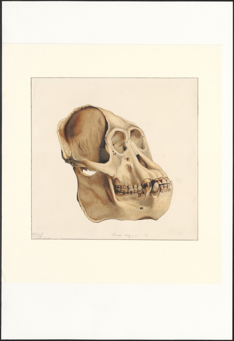 Bornean orangutan (Pongo pygmaeus); DISPLAY FULL IMAGE.