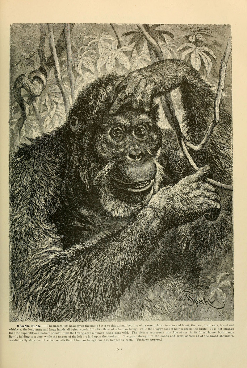 Bornean orangutan (Pongo pygmaeus); DISPLAY FULL IMAGE.