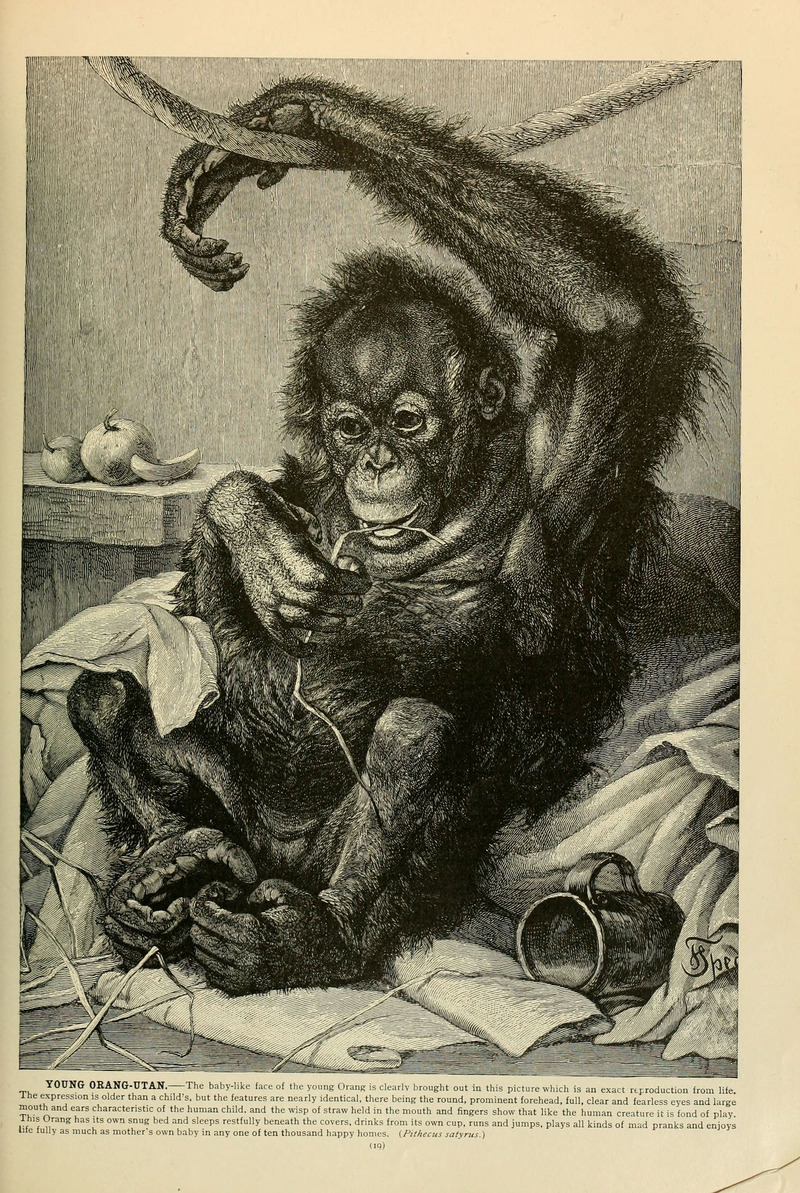 Bornean orangutan (Pongo pygmaeus); DISPLAY FULL IMAGE.