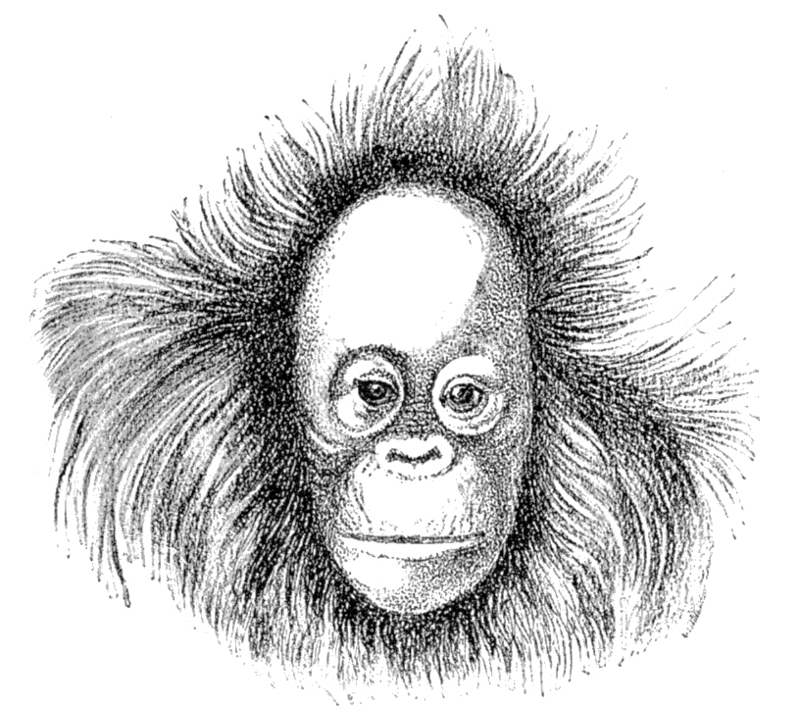 Bornean orangutan (Pongo pygmaeus); DISPLAY FULL IMAGE.