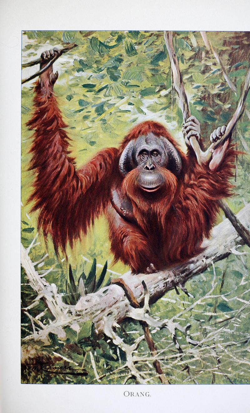 Bornean orangutan (Pongo pygmaeus); DISPLAY FULL IMAGE.