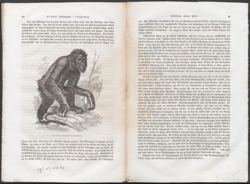 Bornean orangutan (Pongo pygmaeus); DISPLAY FULL IMAGE.