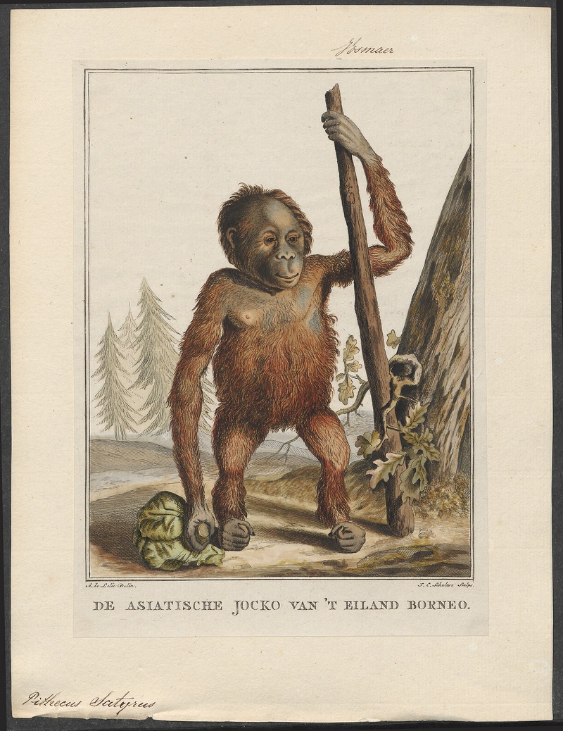 Bornean orangutan (Pongo pygmaeus); DISPLAY FULL IMAGE.