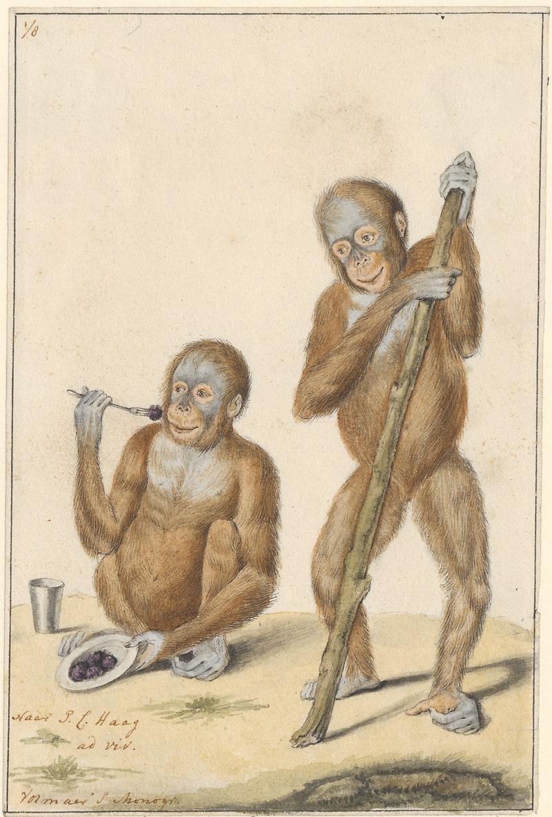 Bornean orangutan (Pongo pygmaeus); DISPLAY FULL IMAGE.