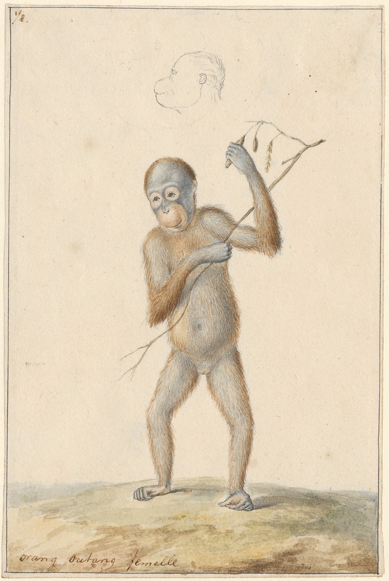 Bornean orangutan (Pongo pygmaeus); DISPLAY FULL IMAGE.