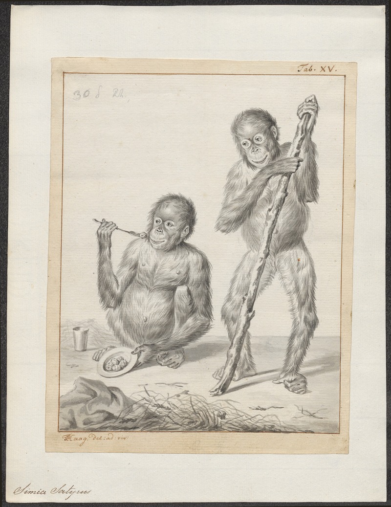 Bornean orangutan (Pongo pygmaeus); DISPLAY FULL IMAGE.