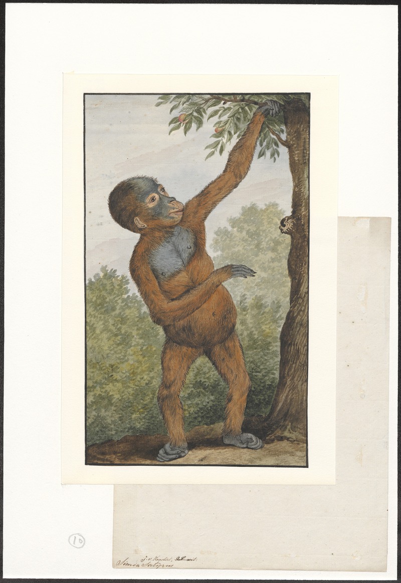 Bornean orangutan (Pongo pygmaeus); DISPLAY FULL IMAGE.