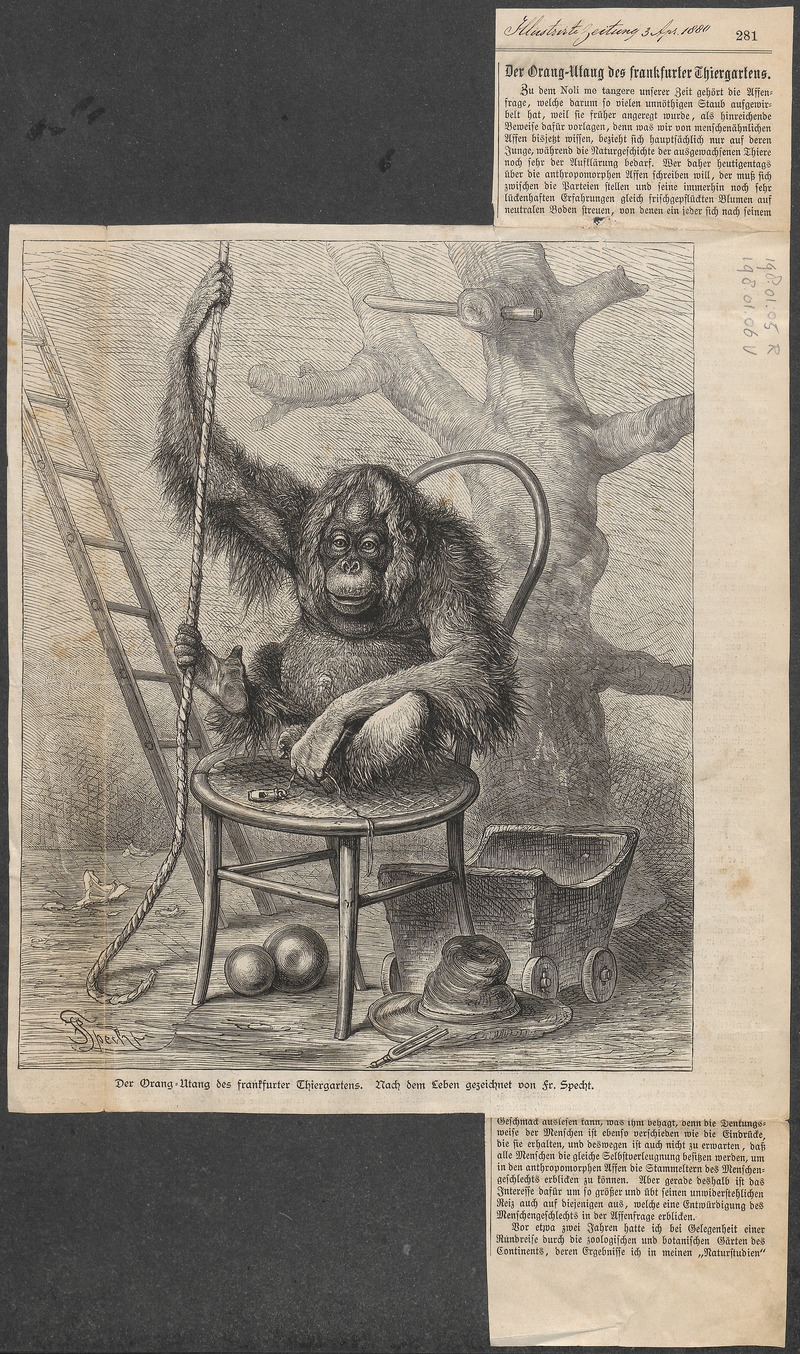 Bornean orangutan (Pongo pygmaeus); DISPLAY FULL IMAGE.