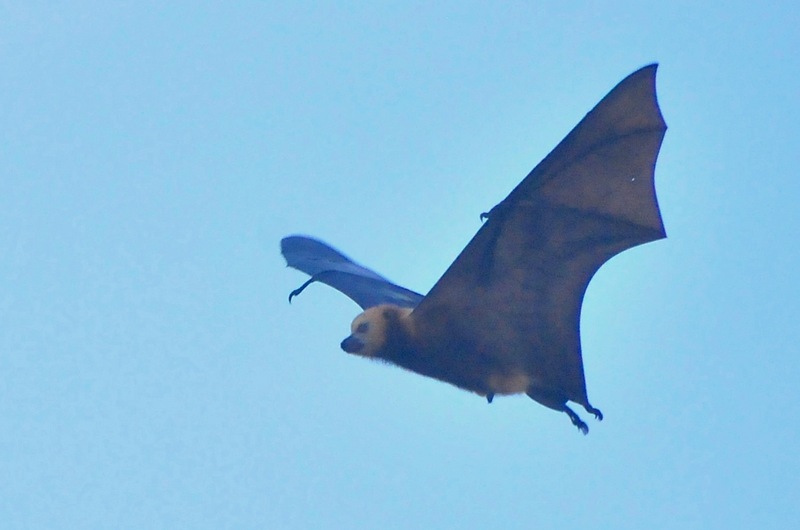 Mauritian flying fox (Pteropus niger); DISPLAY FULL IMAGE.