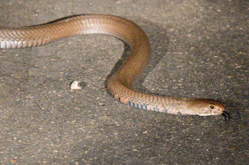 Mozambique spitting cobra (Naja mossambica); DISPLAY FULL IMAGE.