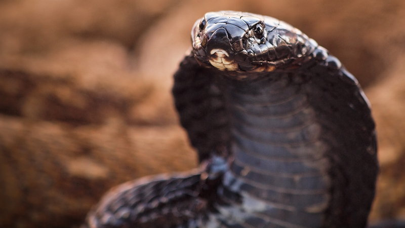 black-necked spitting cobra (Naja nigricollis); DISPLAY FULL IMAGE.